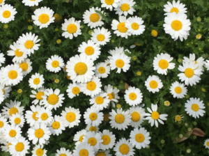 white flower