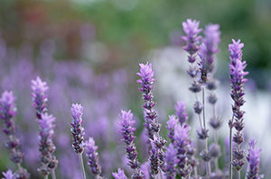 lavender